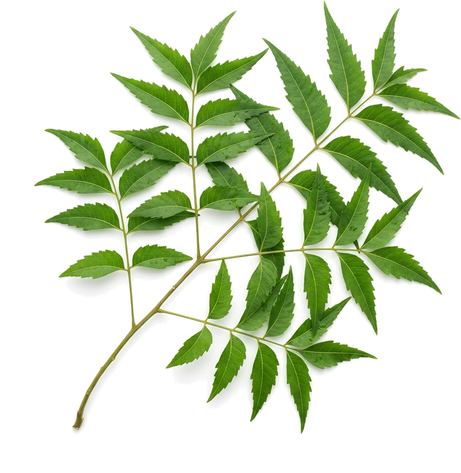 Ayurvedic Botanical branch
